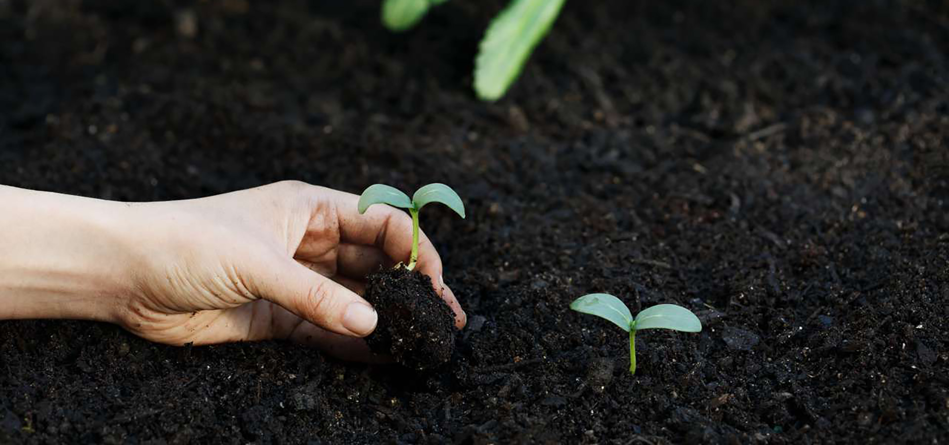 bulk organic top soil supplies and deliveries gold coast